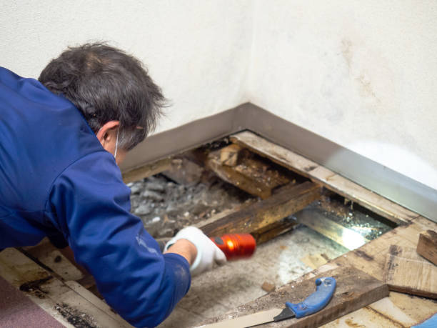 Best Home Mold Removal  in Breckenridge, MN