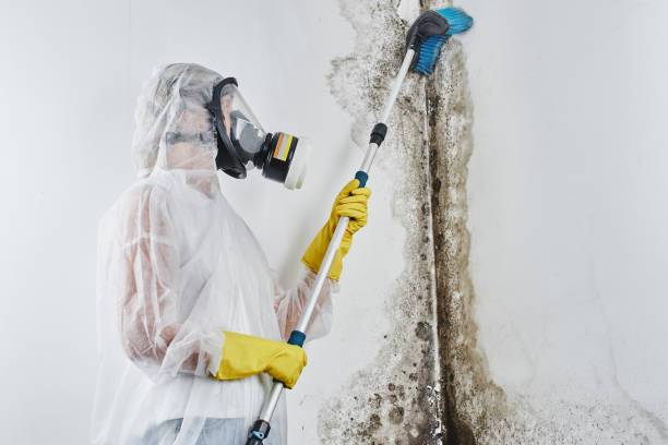 Attic Mold Removal in Breckenridge, MN