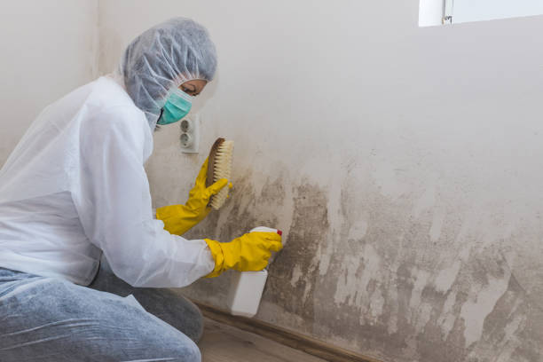 Best Commercial Mold Removal  in Breckenridge, MN