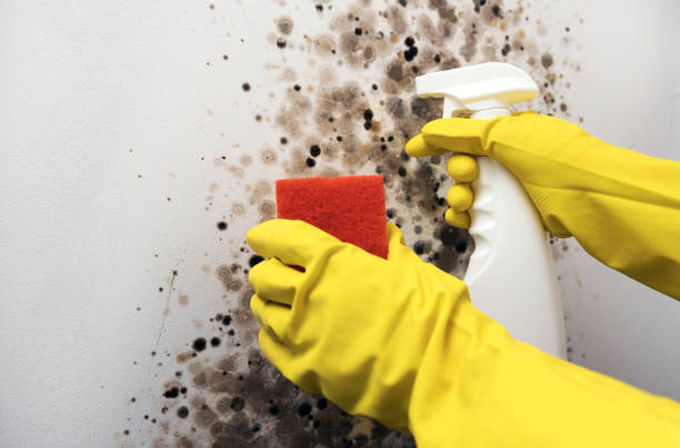 Professional Mold Removal in Breckenridge, MN