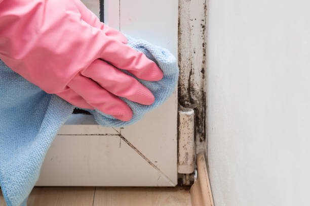 Best Black Mold Removal  in Breckenridge, MN