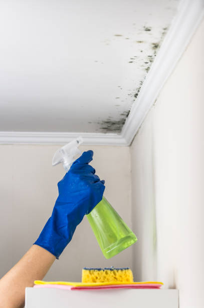 Best Local Mold Removal Service  in Breckenridge, MN