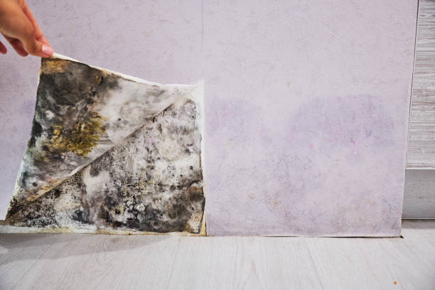 Best Office Mold Removal Services  in Breckenridge, MN